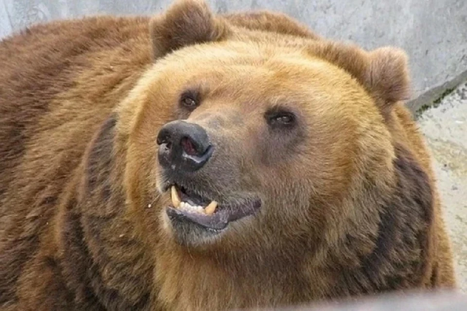 Хищник убил двух животных.