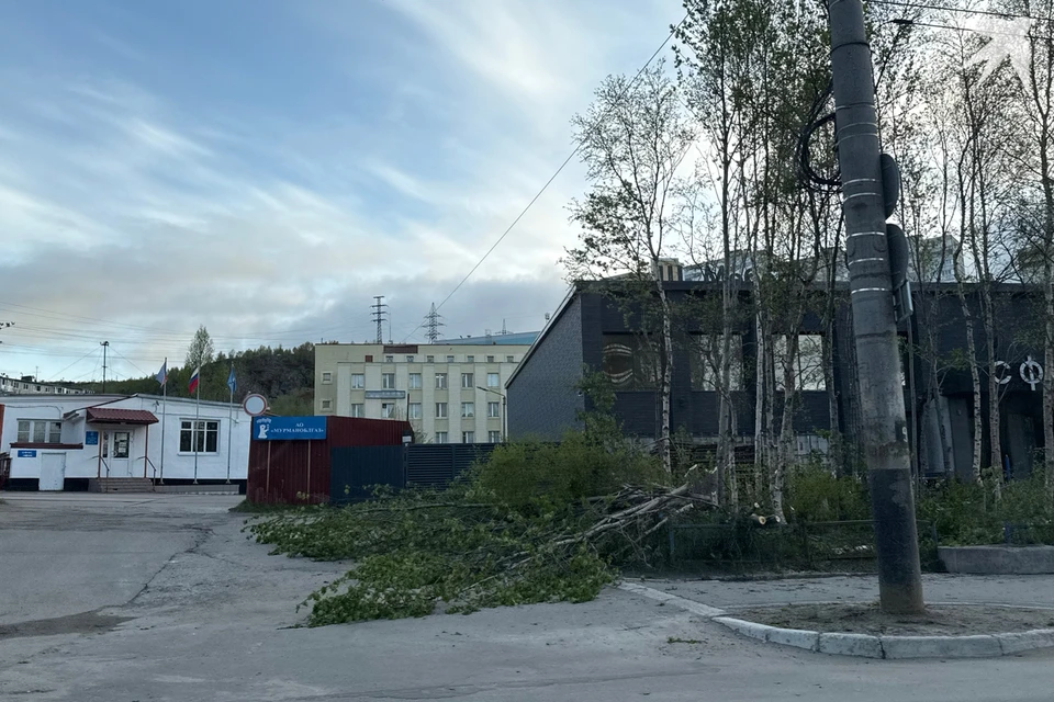 Жители Мурманска обратили внимание, что у здания, где раньше находился боулинг-центр «Сфера» вырубили много деревьев, в основном - рябины.