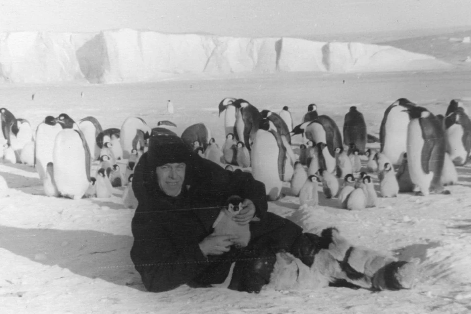 Полярник Петр Целищев в окружении семьи пингвинов. Источник: архив фонда музея «Город»