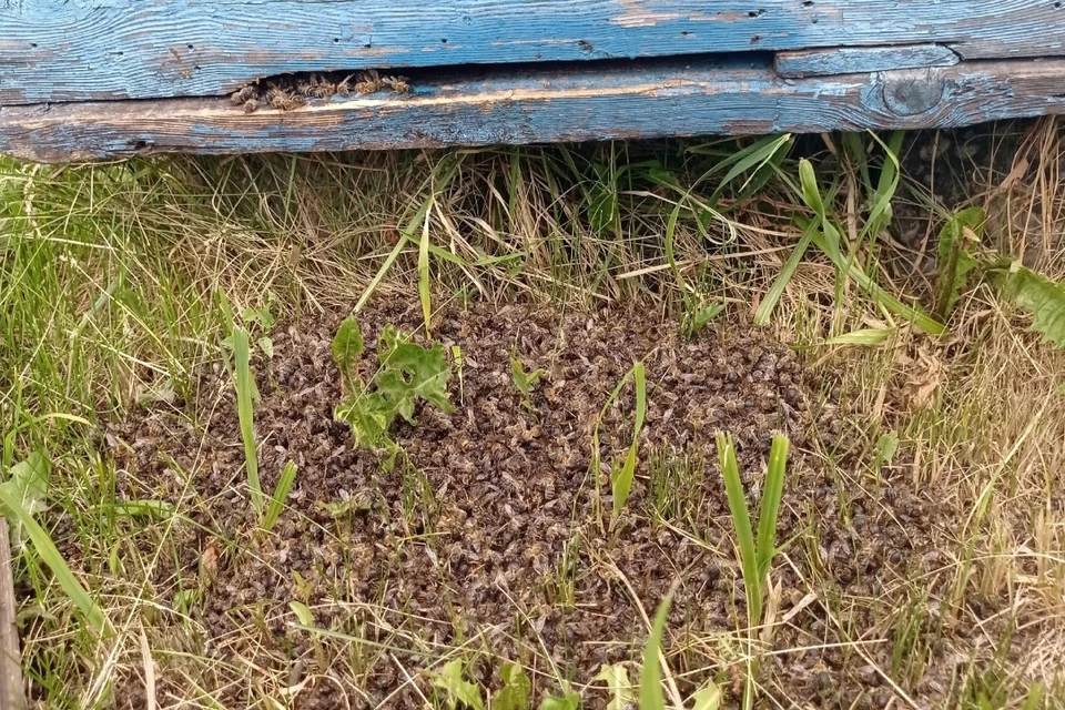 Пчелы могли погибнуть из-за химикатов. Фото: предоставлено "КП-Самара"