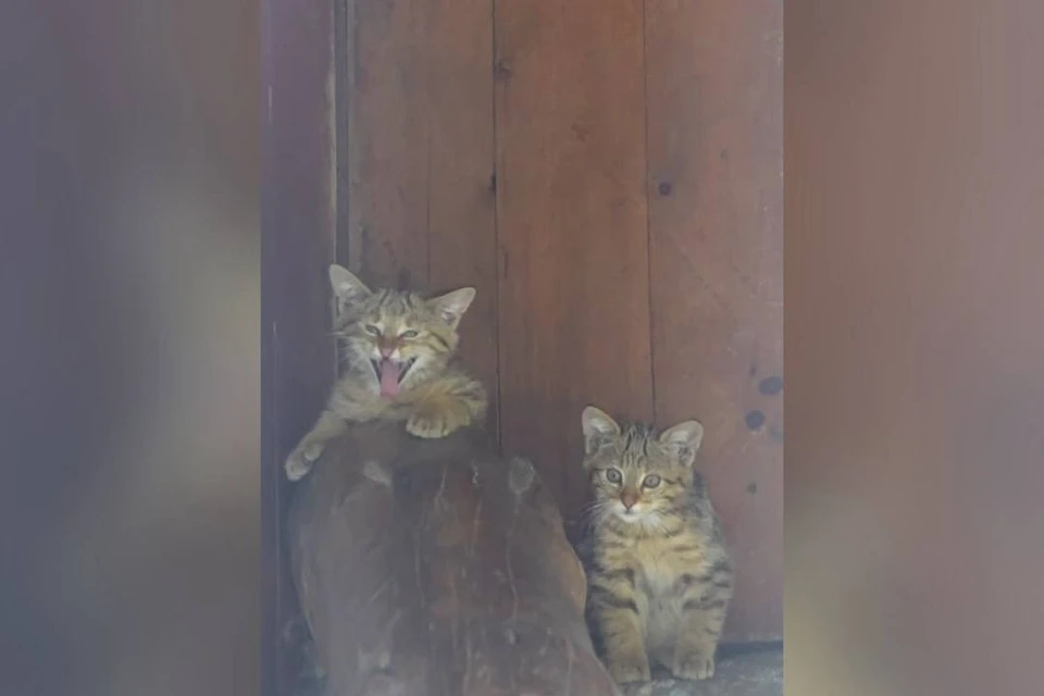 Котята с удовольствием лазают по деревьям, греются на солнце и изучают вольер. Фото: Новосибирский зоопарк имени Р.А.Шило.