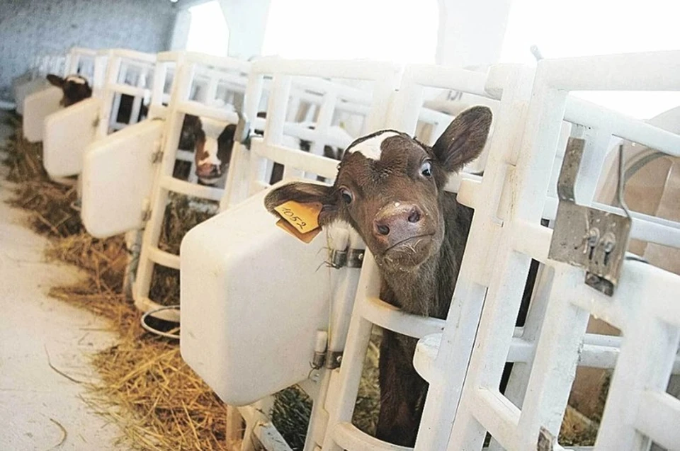 Росстат: Говядина возглавила топ самых быстро дорожающих продуктов в РФ