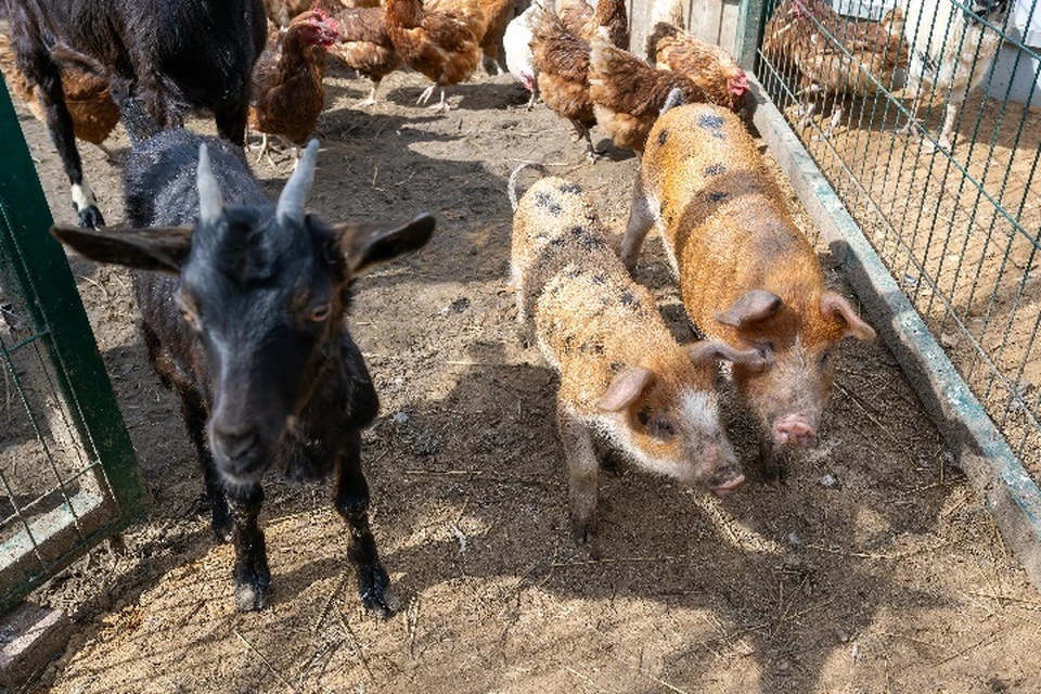 В границах зараженной территории ввели ограничения на вывоз продуктов животноводства, растениеводства и кормов.