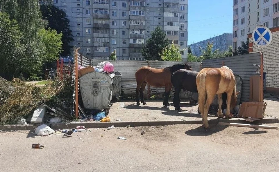 Калужских парнокопытных отправят на штрафстоянку.