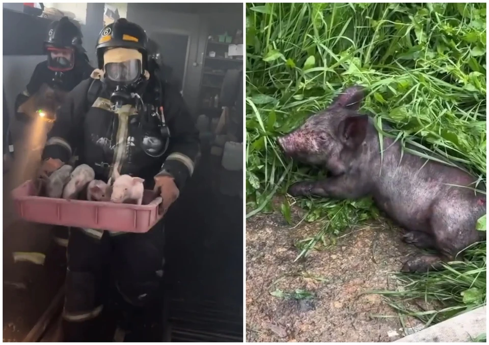 Фото: кадры из видео МЧС Курганской области