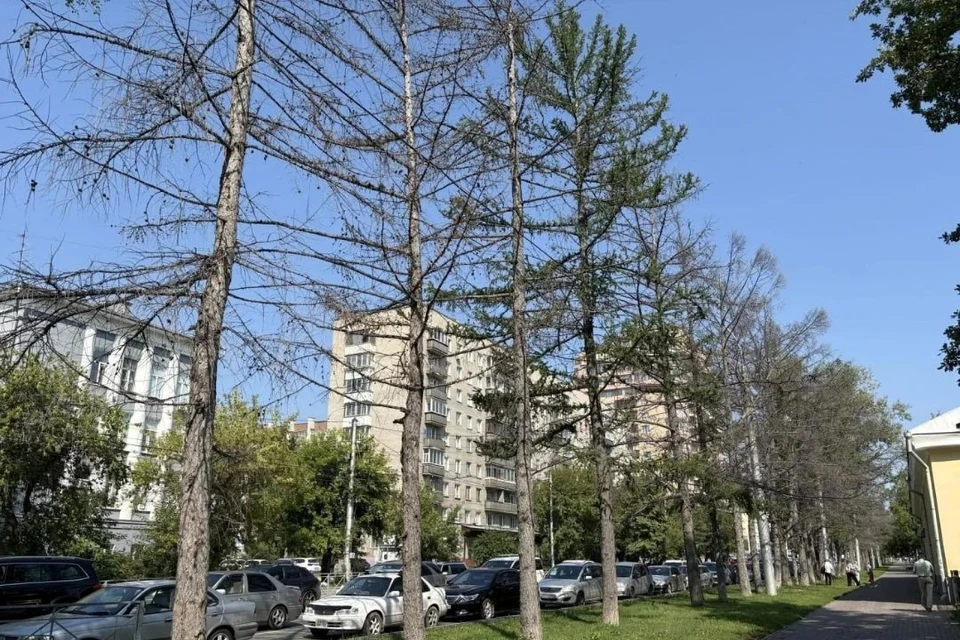 Обновление проведут в рамках концепции парковой аллеи. Фото: мэрия Новосибирска.