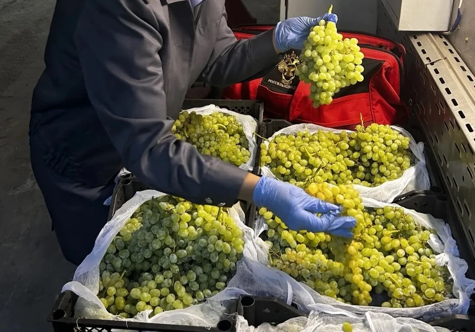 Ввоз продукта предотвратили. Фото: Россельхознадзор