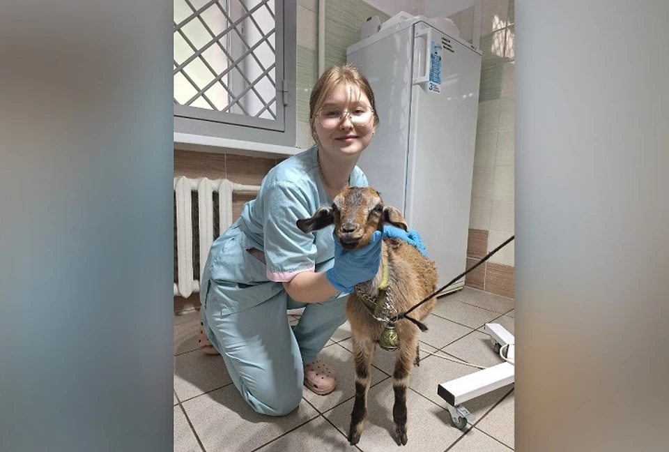 Укушенному козлику Юре ветеринары оказали помощь. ФОТО: Рыбинская городская ветеринарная клиника