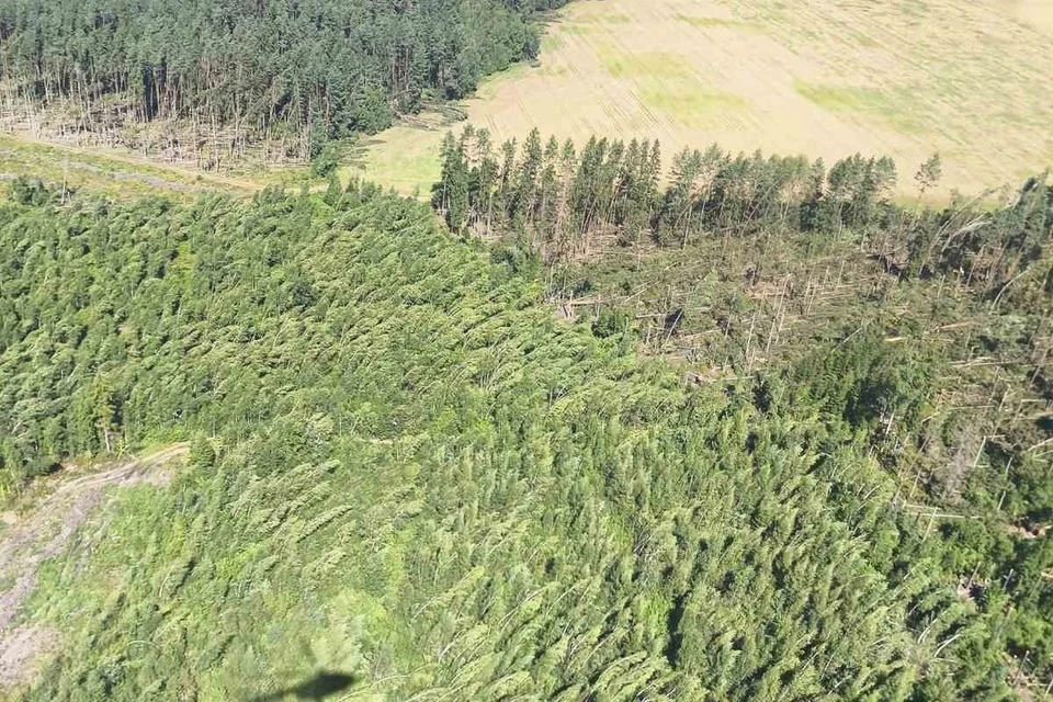 Минлесхоз показал фото поваленного леса после урагана в Минской области. Фото: телеграм-канал Минлесхоза Беларуси