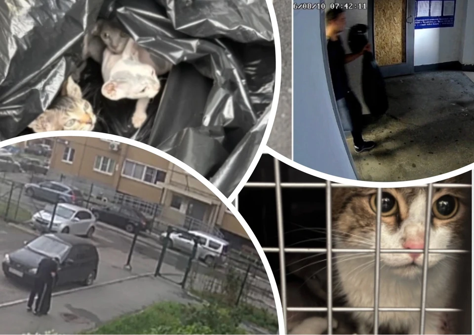 Волонтеры нашли мужчину по камерам уличного наблюдения. Фото: «Кошкин дом»/ Вк.