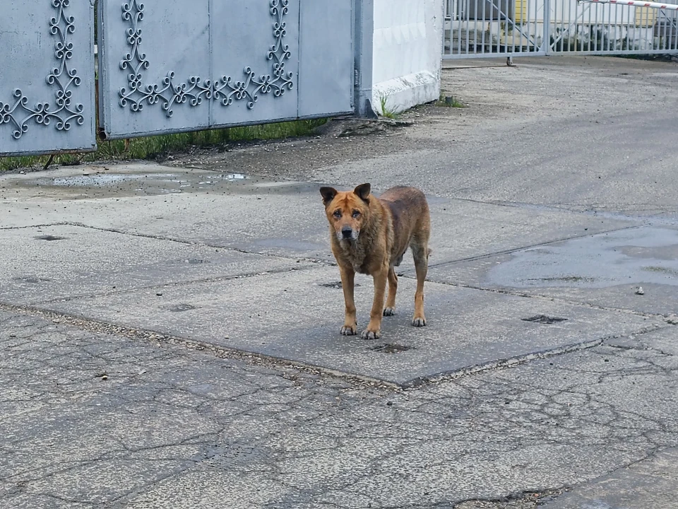 Фото: архив "КП".