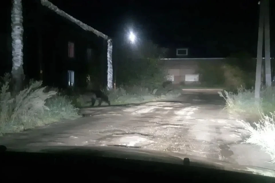 В Братском районе медведь забрёл к жилым домам. Фото: Администрация города Братск