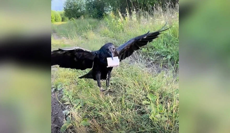 Гоша с легкостью выполнял сотни различных команд. Фото: скрин с видео Жизнь вОрона Гоши ВК.