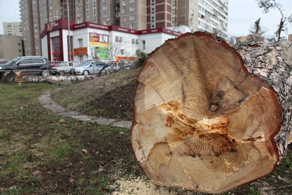В ульяновском селе Поповка задержали «черного лесоруба»