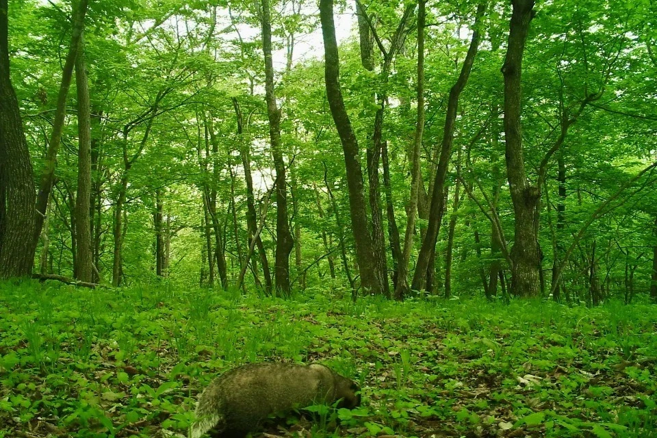У азиатского барсука лапы имеют характерное строение Фото: "Земля леопарда"/leopard_land