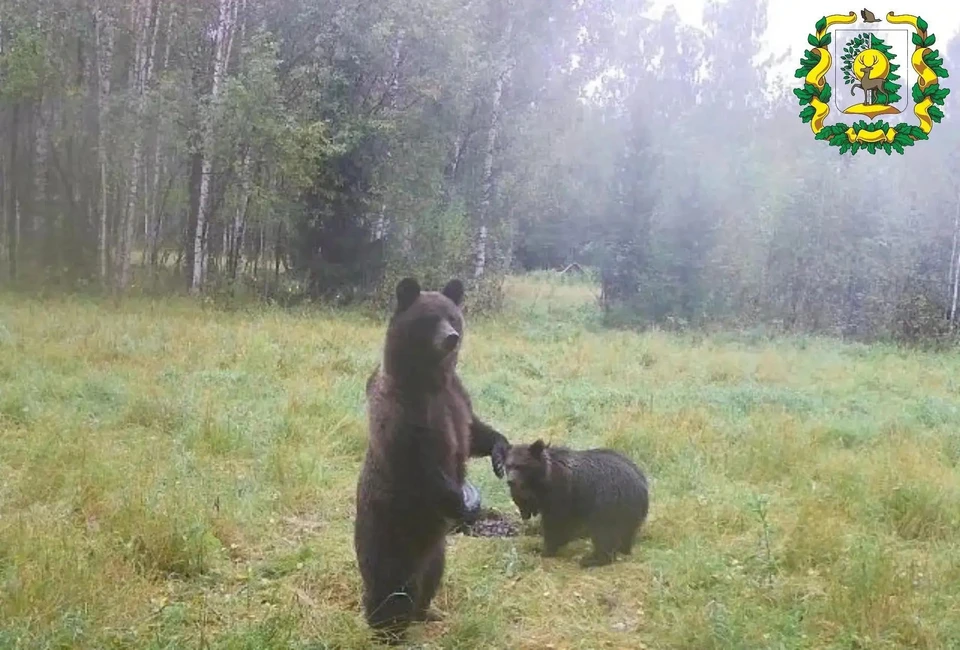 Медведица с медвежатами попала в фотоловушку в Сокольском округе. Фото: Минлесхоз Нижегородской области