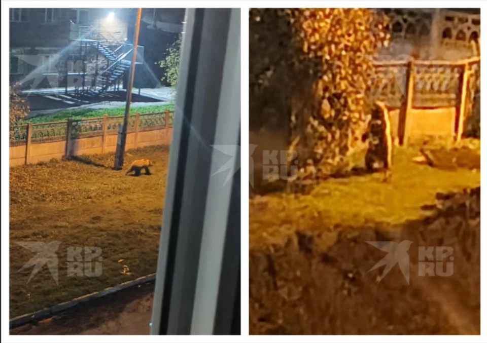 Медведя заметили в полночь - в ночь на 24 сентября. Фотографии КП-Иркутск предоставили подписчики.