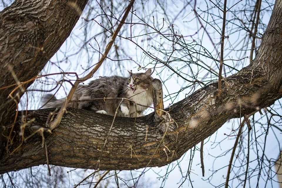 Кошки и коты могут быть переносчиками бешенства