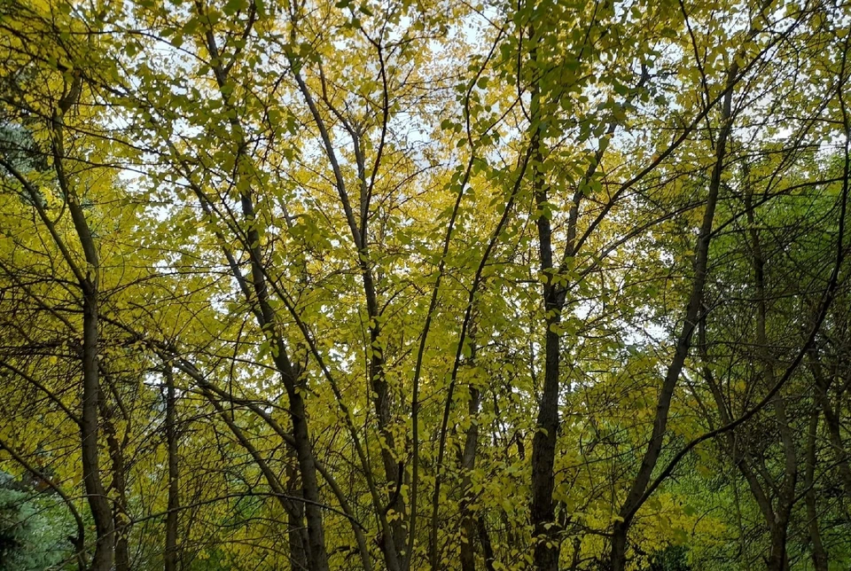 Фото предоставлено КП