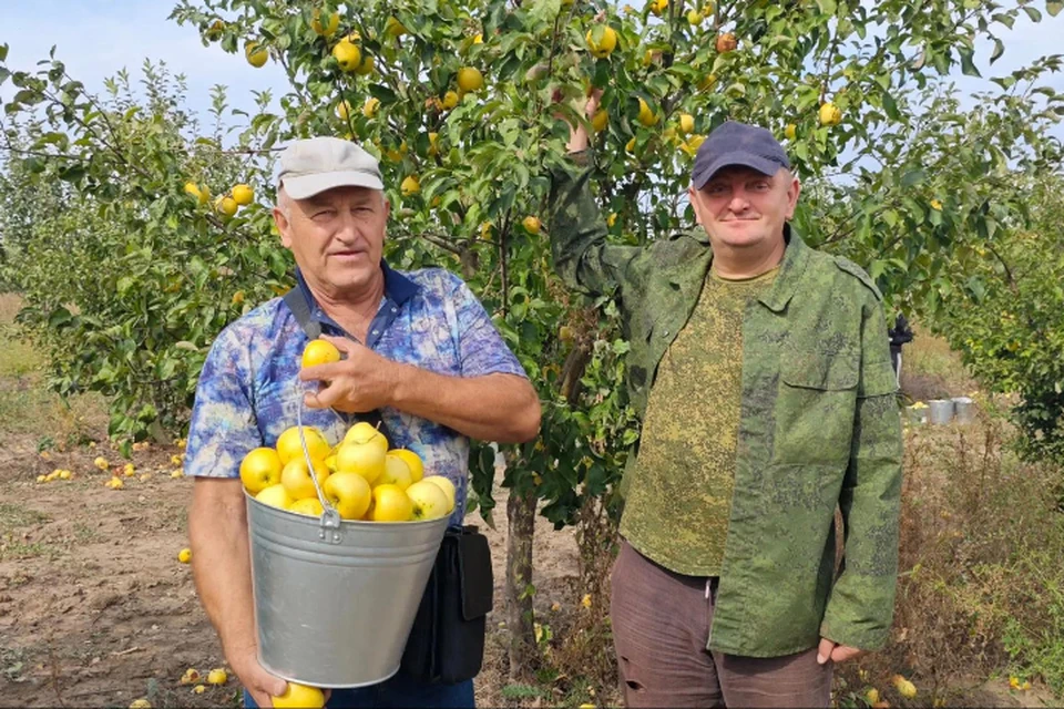 Урожай луганских яблок.
