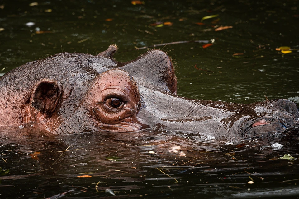 Фото: TK1012/Shutterstock/Fotodom