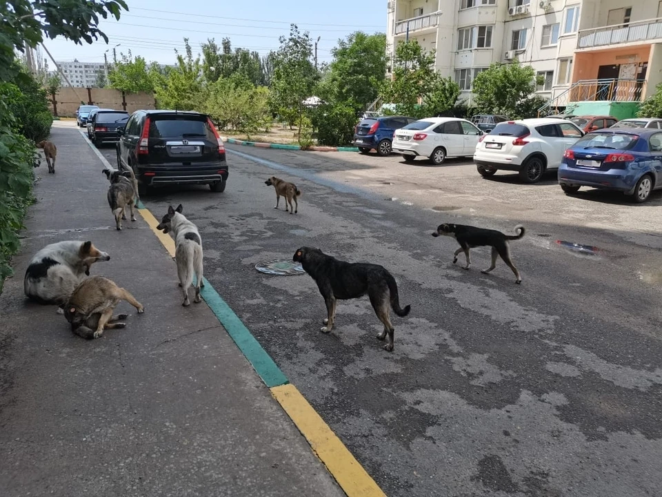 В Астраханской области снизилось число пострадавших от укусов бездомных собак