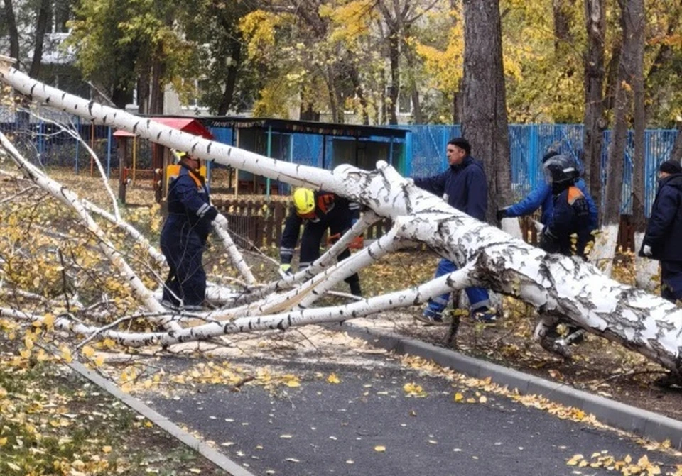 В городе зарегистрировали шесть случаев падения деревьев