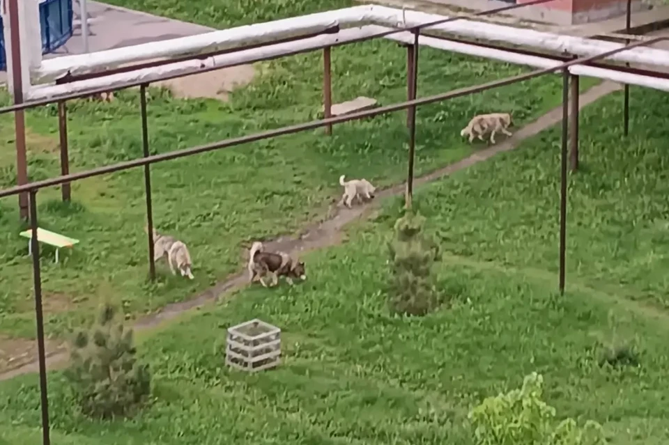 В Безенчуке стая агрессивных собак держит в страхе целый район. Фото: Предоставлено в использование "Комсомолке"