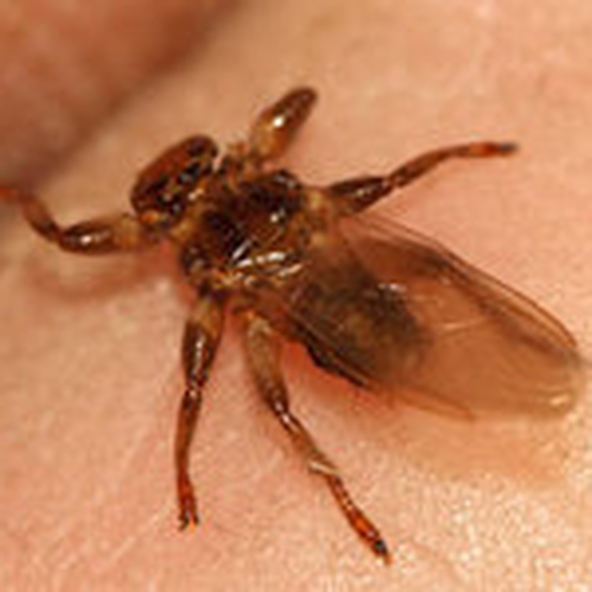 В тульских лесах появились мухи - переносчики болезней - KP.RU