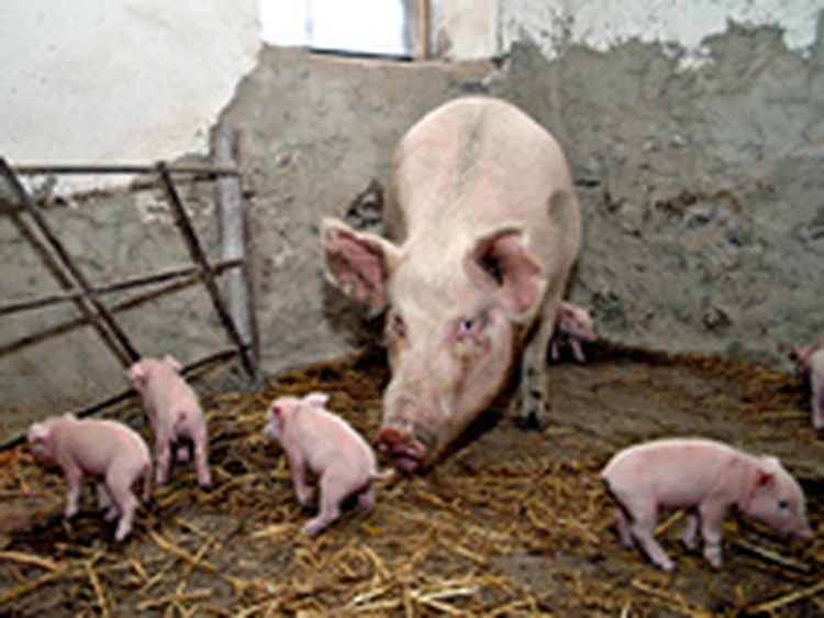 Из-за африканской чумы в трех районах Петербурга истребят всех свиней