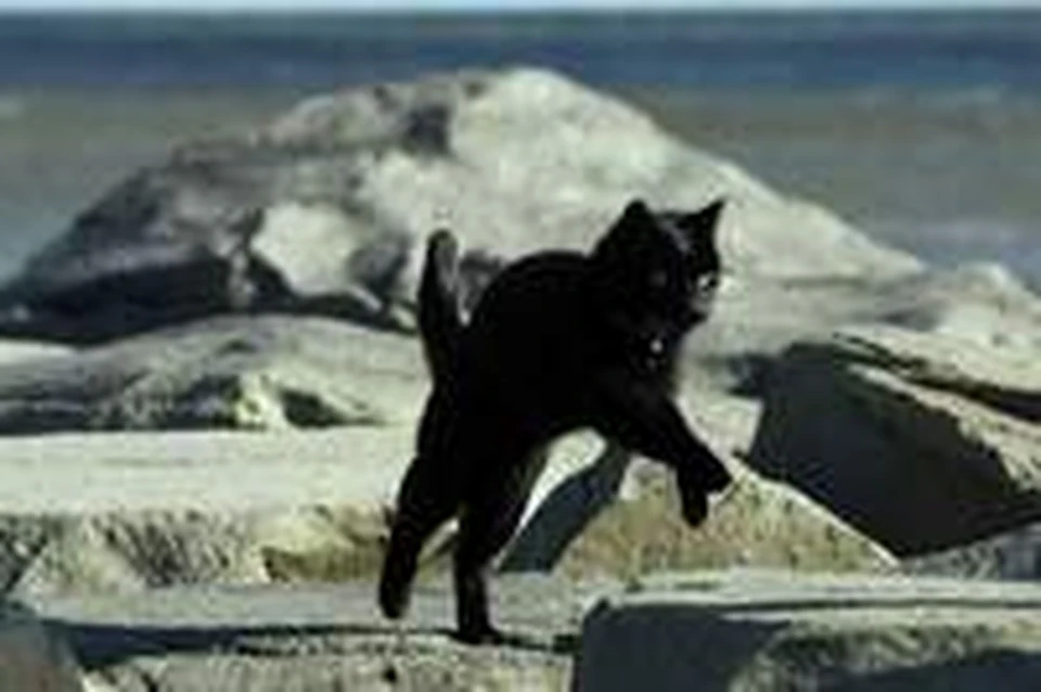 Cat running. Черный кот бежит. Черный кот в прыжке. Черный кот убегает. Черная кошка в прыжке.