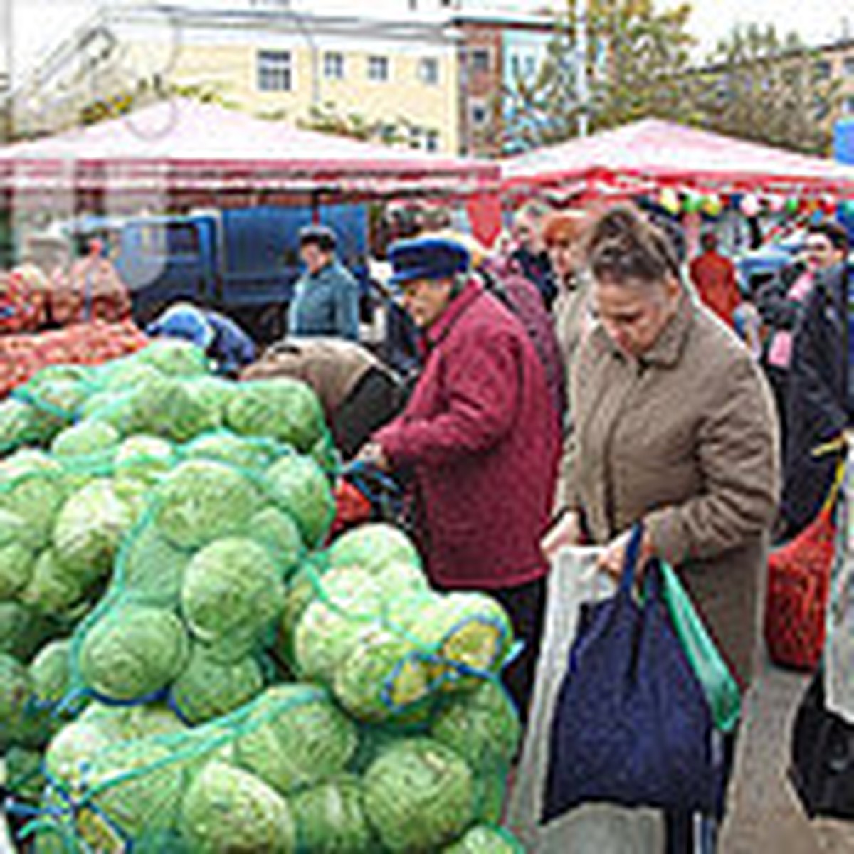 Сельхозпроизводители нуждаются в поддержке - KP.RU