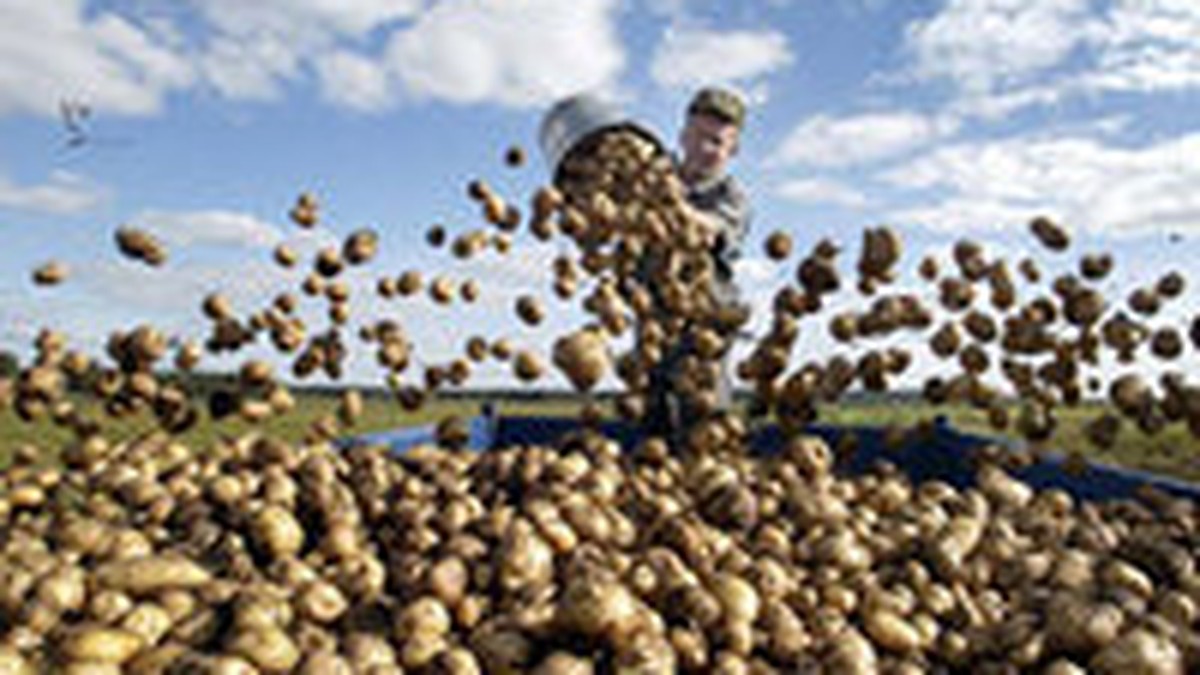 Выращивание картофеля из семян - стоит ли?