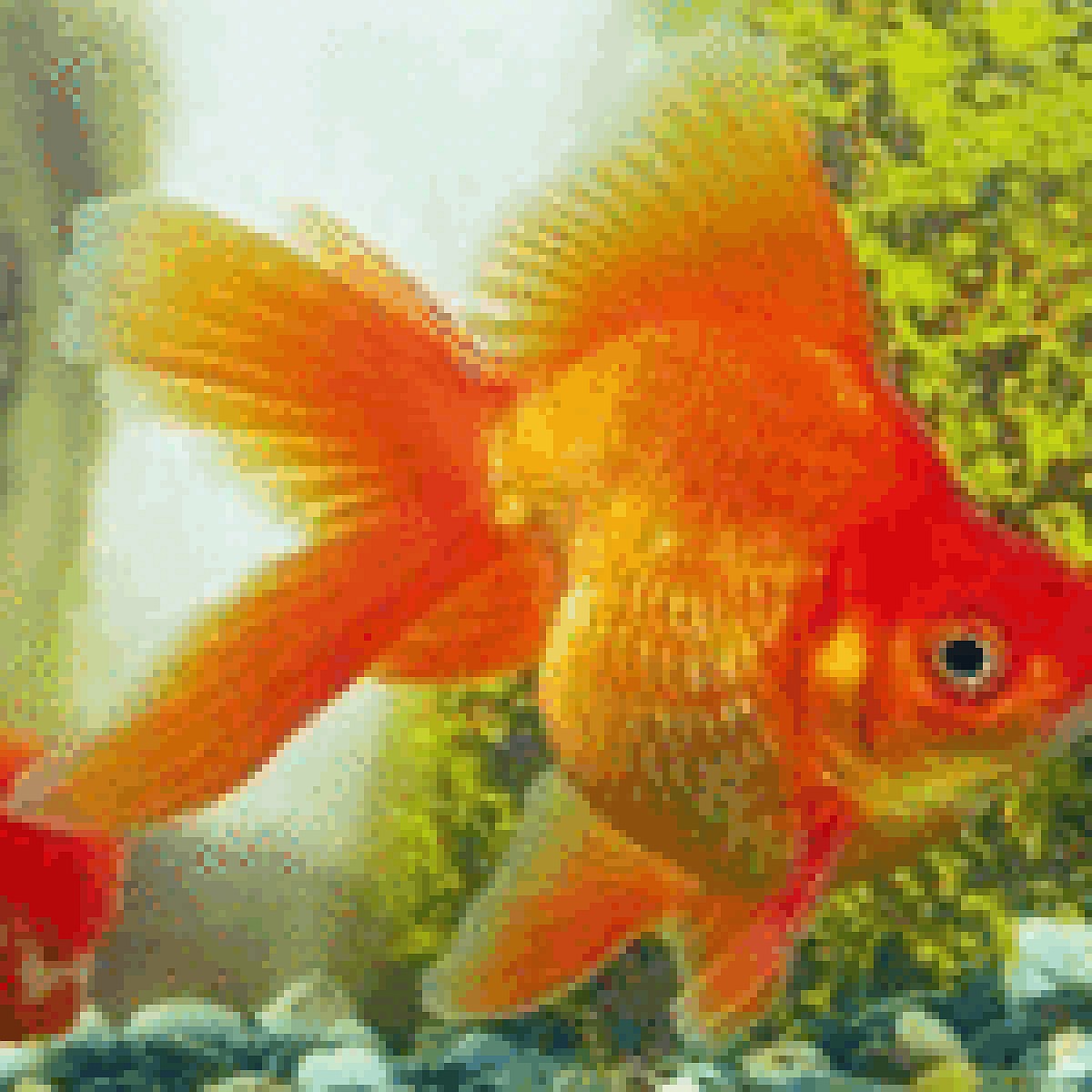 Золотая рыбка - Common goldfish - Википедия