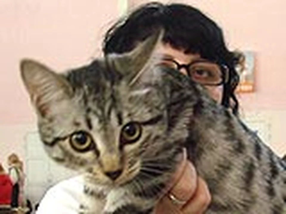 Выставка кошек.