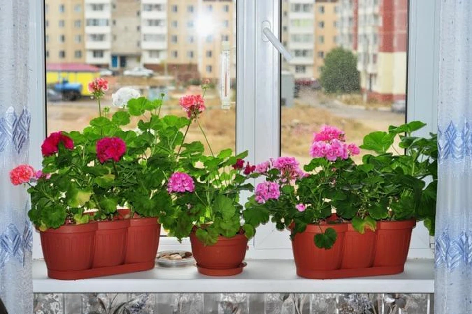 Комнатные растения, которые изнывают от летней жары, будут вам благодарны за стекла ClimaGuard Solar.