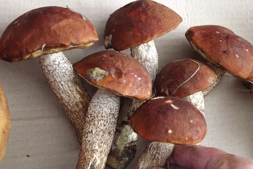 Подосиновики - самые фотогеничные грибы сезона