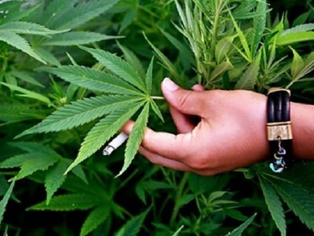 В штате вашингтон разрешена марихуана коноплей лечат рак