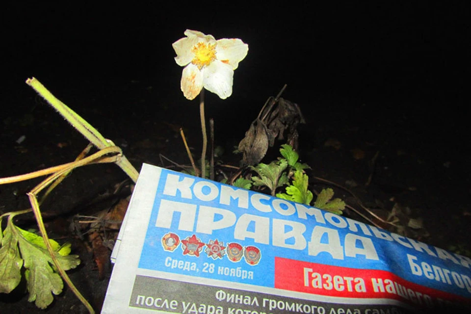 30 ноября жители одного из домов в Белгороде обнаружили на клумбе цветущий нарцисс.