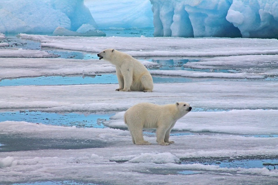 Белые медведи на острове Земля Александры, архипелаг Земля Франца-Иосифа.