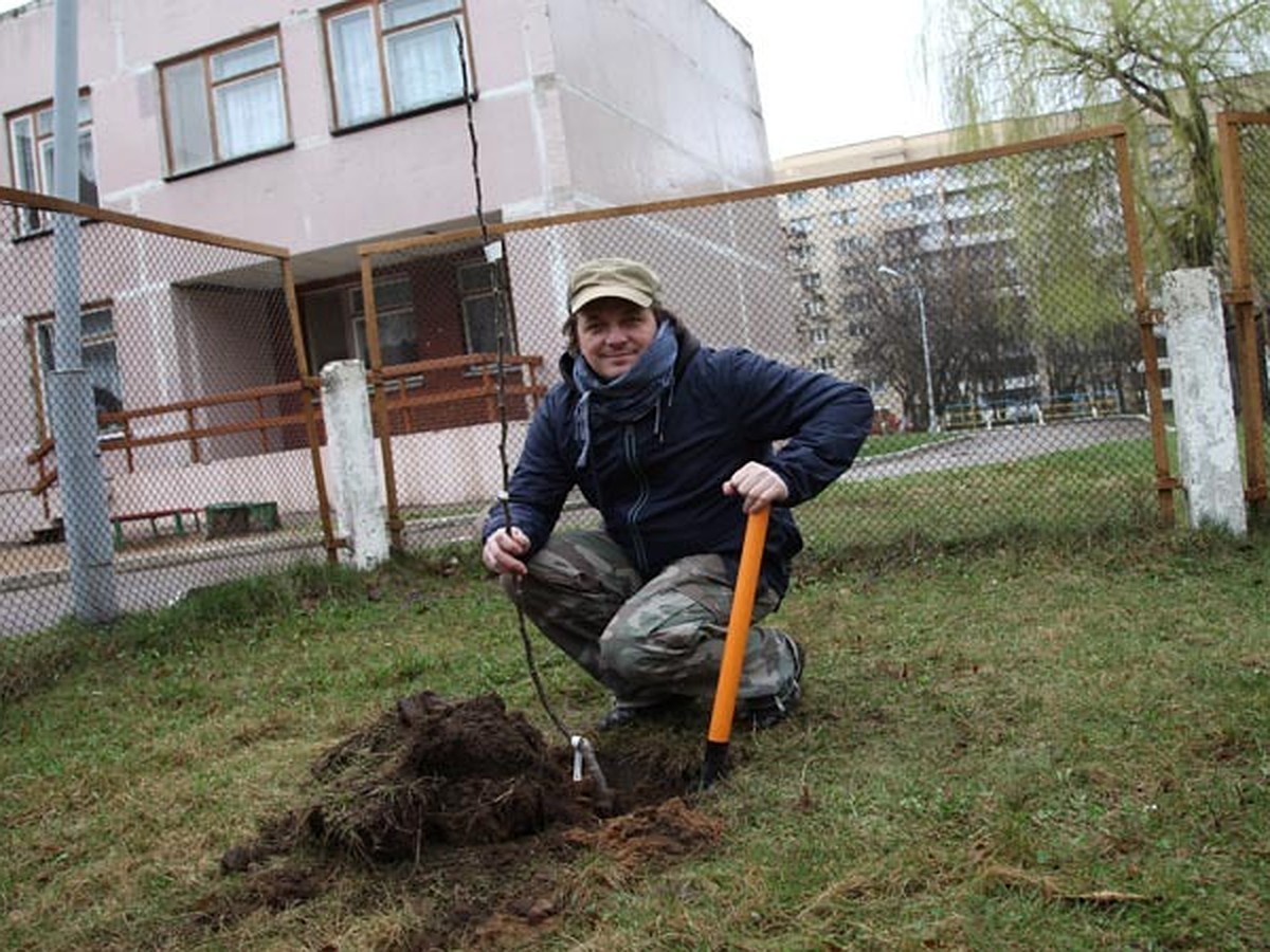 Как посадить яблоню в городском дворе? - KP.RU