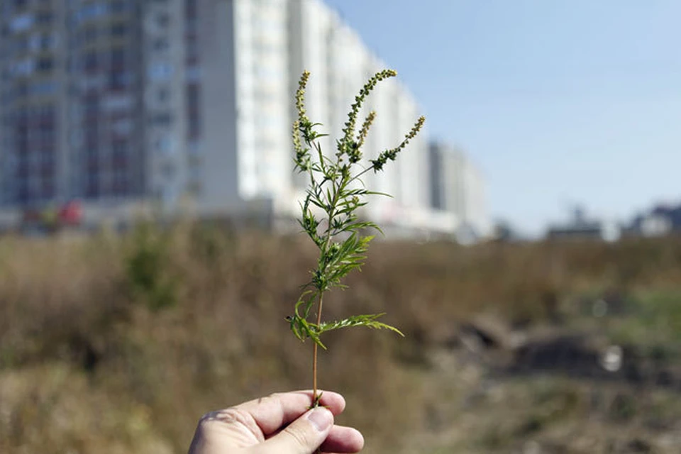 Сорняки ростовской области фото