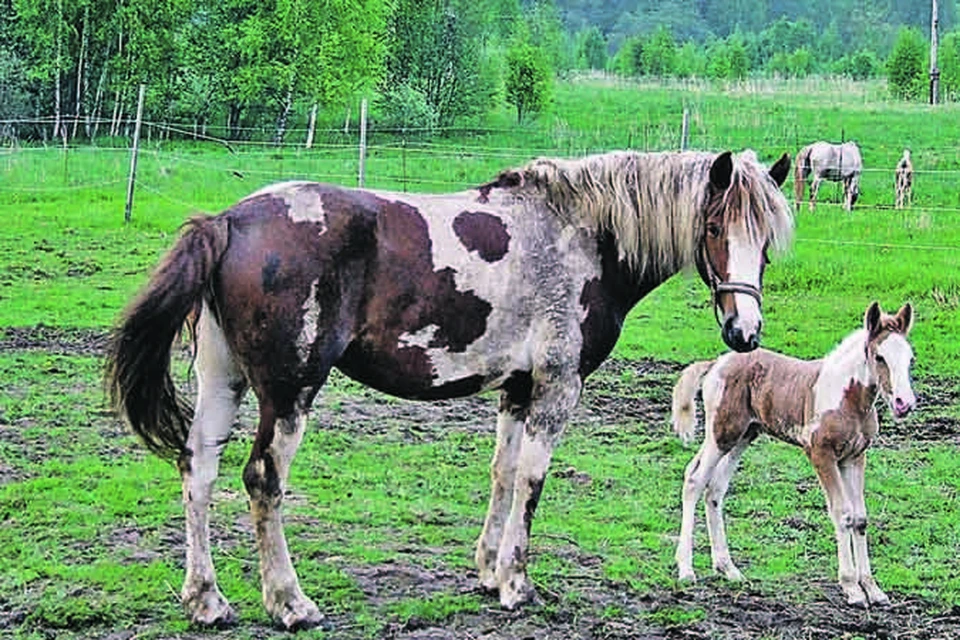 База вниик поиск лошадей. ВНИИК Кумысфест. ВНИИК база. Найти лошадь ВНИИК. 320 Лошадей какой в Тверской обл.