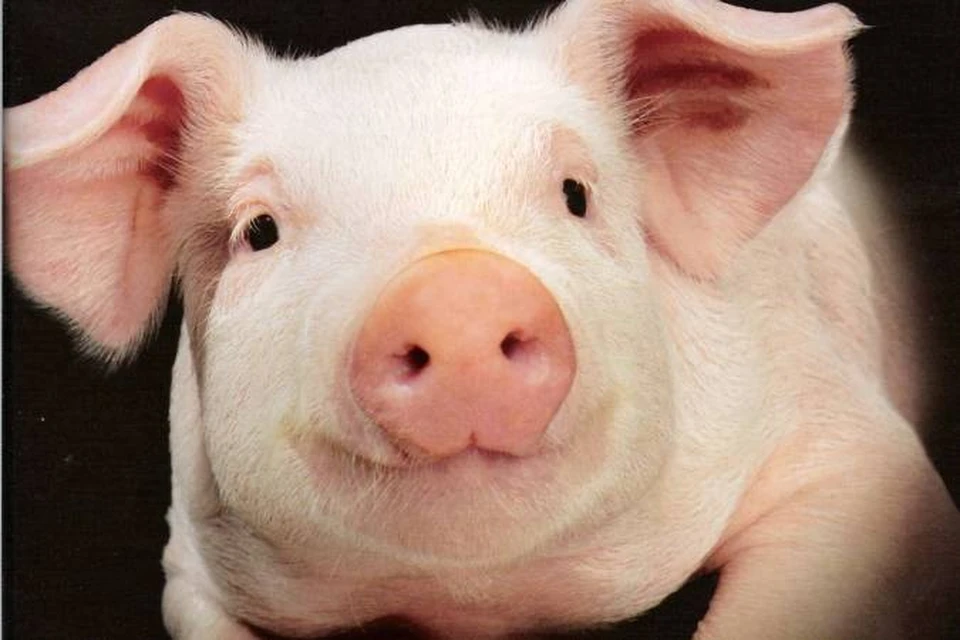 Технологическая схема переработки свиней в шкуре