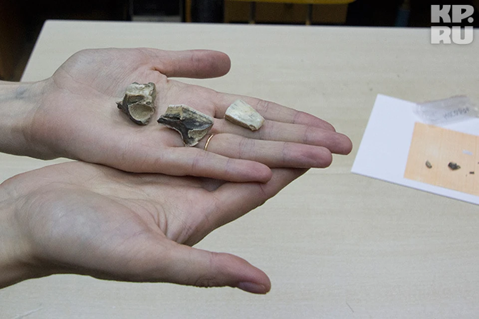Несколько посеревших зубов - помогли ученым прийти к важному выводу: 120 тысяч лет назад на Урале было очень тепло. Как в южных приморских странах.