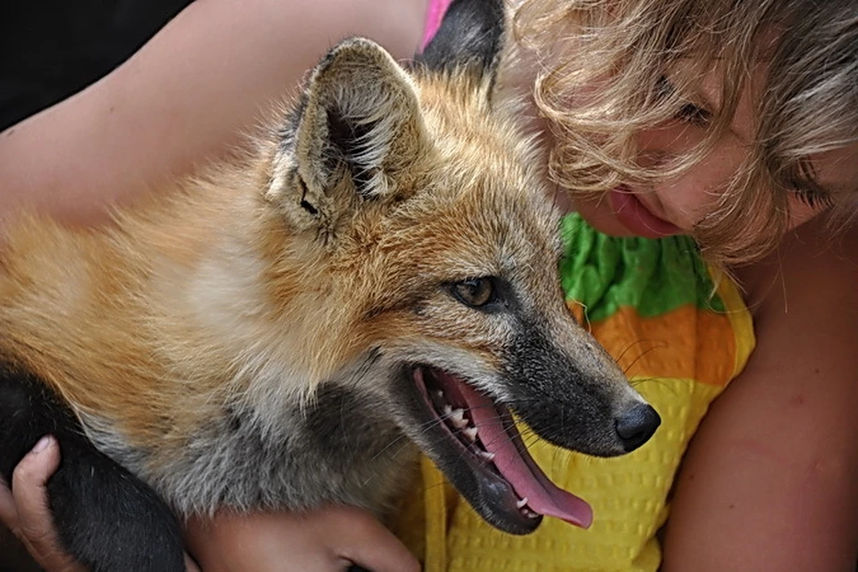 Лисички на новосибирской зверофермы обожают играть с детьми, а повадками напоминают дружелюбных щенков.