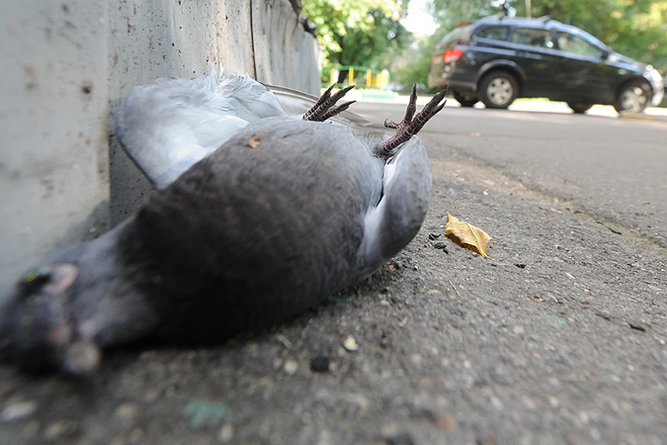В Москве начали массово гибнуть голуби