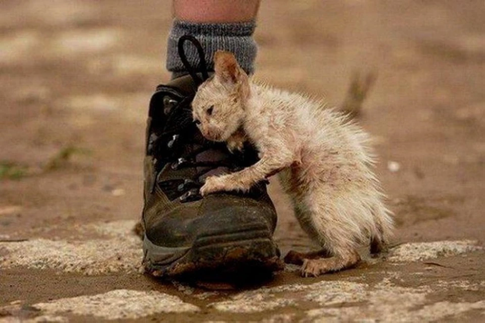 Самые трогательные фотографии бездомных животных, которые не оставляют равнодушными
