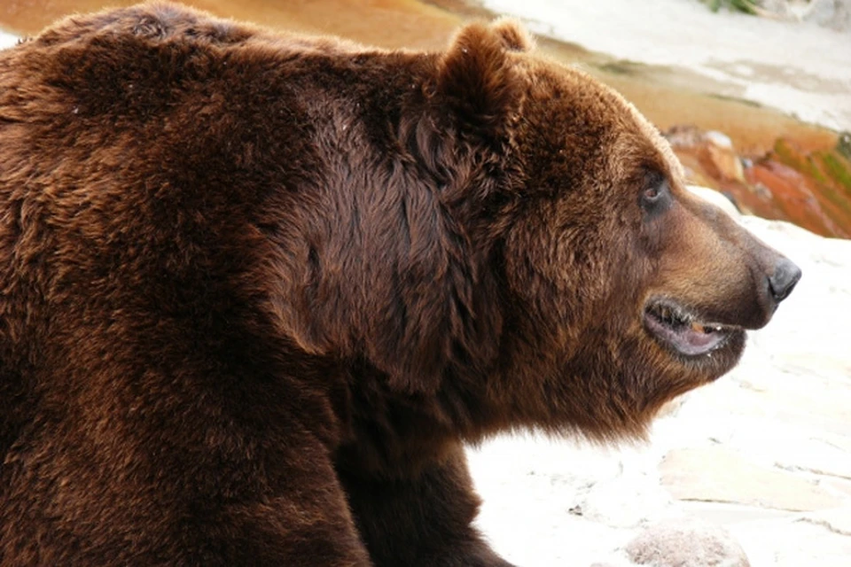 Поляки обвинили челябинских туристов в избиении медведя