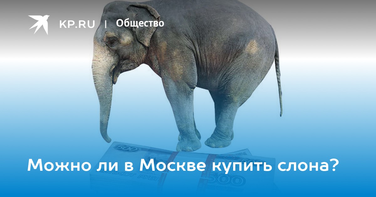 Можно ли в Москве купить слона? - KP.RU